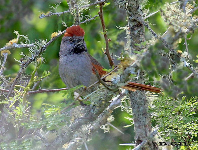 PIJUÍ FRENTE GRIS (Synallaxis frontalis) - Paso Centurión-CERRO LARGO (Noviembre 2011)